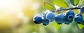 Blueberry bush close up, berries on garden background with copy space