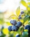 Blueberry bush close up, berries on garden background with copy space