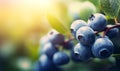 Blueberry bush close up, berries on garden background with copy space