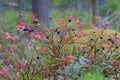 Blueberry bush in the forest. Wild berries and red autumn leaves Royalty Free Stock Photo