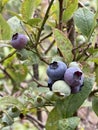 Blueberry Bush, Fresh Blueberries, Multi-color Blueberries, Oregon Blueberries, Blueberry, Blueberries Growing, Blueberries