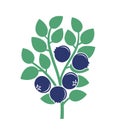 Blueberry bush logo. Isolated blueberry on white background