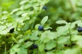 Blueberry bush plant in forest, wild ripe autumn berry Royalty Free Stock Photo