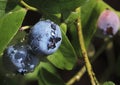 Blueberry on Bush with Rain Drops
