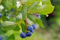 Blueberry on bush with raindrop