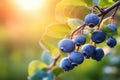 Blueberry bush with ripe berries on blurred background. Shallow depth of field, A branch with natural blueberries against a