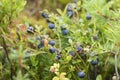 Blueberry bush with ripe berries Royalty Free Stock Photo