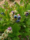 A blueberry bush with ripe berries growing