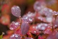 Blueberry ; Bush of a ripe bilberry in the summer closeup, tundra