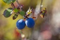 Blueberry ; Bush of a ripe bilberry in the summer closeup, tundra