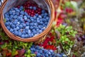 Blueberry ; Bush of a ripe bilberry in the summer closeup, tundra