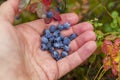 Blueberry ; Bush of a ripe bilberry in the summer closeup