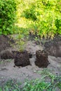 Blueberry bush seedlings, bush planting, land preparation, digging a hole. A man is planting a tree. The concept of ecology and Royalty Free Stock Photo