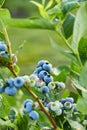 Blueberry bush on sunset, organic ripe with succulent berries, just ready to pick Royalty Free Stock Photo