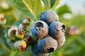 Blueberry bush on sunset, organic ripe with succulent berries, just ready to pick Royalty Free Stock Photo