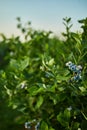 Blueberry bush on sunset, organic ripe with succulent berries, just ready to pick Royalty Free Stock Photo