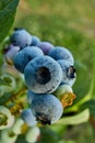 Blueberry bush on sunset, organic ripe with succulent berries, just ready to pick Royalty Free Stock Photo