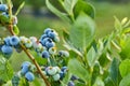 Blueberry bush on sunset, organic ripe with succulent berries, just ready to pick Royalty Free Stock Photo