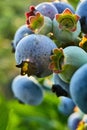 Blueberry bush on sunset, organic ripe with succulent berries, just ready to pick Royalty Free Stock Photo