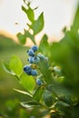 Blueberry bush on sunset, organic ripe with succulent berries, just ready to pick Royalty Free Stock Photo