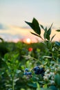 Blueberry bush on sunset, organic ripe with succulent berries, just ready to pick Royalty Free Stock Photo