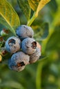 Blueberry bush on sunset, organic ripe with succulent berries, just ready to pick Royalty Free Stock Photo