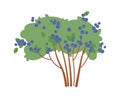 Blueberry bush with tasty fruits flat icon