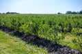 Blueberry bushes on an irrigated plantation. Mid-July is the time of ripe berries and the first harvest. Large sweet and sour Royalty Free Stock Photo