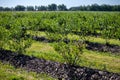 Blueberry bushes on an irrigated plantation. Mid-July is the time of ripe berries and the first harvest. Large sweet and sour Royalty Free Stock Photo