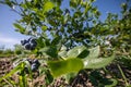 Blueberry bushes on an irrigated plantation. Mid-July is the time of ripe berries and the first harvest. Large sweet and sour Royalty Free Stock Photo