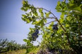 Blueberry bushes on an irrigated plantation. Mid-July is the time of ripe berries and the first harvest. Large sweet and sour Royalty Free Stock Photo