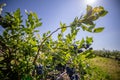 Blueberry bushes on an irrigated plantation. Mid-July is the time of ripe berries and the first harvest. Large sweet and sour Royalty Free Stock Photo