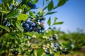 Blueberry bushes on an irrigated plantation. Mid-July is the time of ripe berries and the first harvest. Large sweet and sour Royalty Free Stock Photo