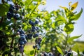 Blueberry bushes on an irrigated plantation. Mid-July is the time of ripe berries and the first harvest. Large sweet and sour Royalty Free Stock Photo