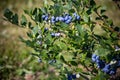 Blueberry bushes on an irrigated plantation. Mid-July is the time of ripe berries and the first harvest. Large sweet and sour Royalty Free Stock Photo