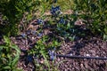 Blueberry bushes on an irrigated plantation. Mid-July is the time of ripe berries and the first harvest. Large sweet and sour Royalty Free Stock Photo