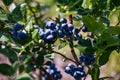 Blueberry bushes on an irrigated plantation. Mid-July is the time of ripe berries and the first harvest. Large sweet and sour Royalty Free Stock Photo