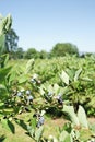 Blueberry bushes in a large open farm field