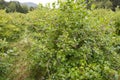 Blueberry bushes Royalty Free Stock Photo