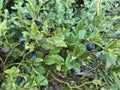 Blueberry bushes ripe and green close-up. Selective focus