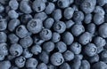 Blueberry close up. Blueberry background. Blue fresh berries texture. Top view, flat lay. Bilberry, huckleberry Royalty Free Stock Photo