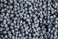 Blueberry closeup background Royalty Free Stock Photo