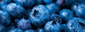 Blueberry closeup background, template for banner background. Food texture Royalty Free Stock Photo