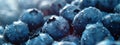 Blueberry closeup background, template for banner background. Food texture Royalty Free Stock Photo