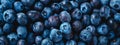 Blueberry closeup background, template for banner background. Food texture Royalty Free Stock Photo