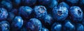 Blueberry closeup background, template for banner background. Food texture Royalty Free Stock Photo