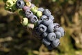 Blueberry cluster on branch