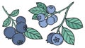 Blueberry clusters Berries on branches with leaves, outlined Royalty Free Stock Photo