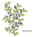 Blueberry colorful hand drawn sketch design element