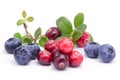 Blueberry and cowberry with green leaves Royalty Free Stock Photo